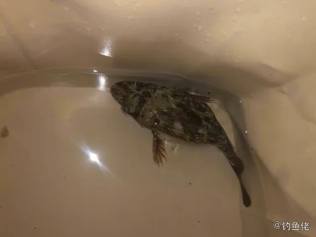 许氏平鲉钓获 深圳市 0.3kg