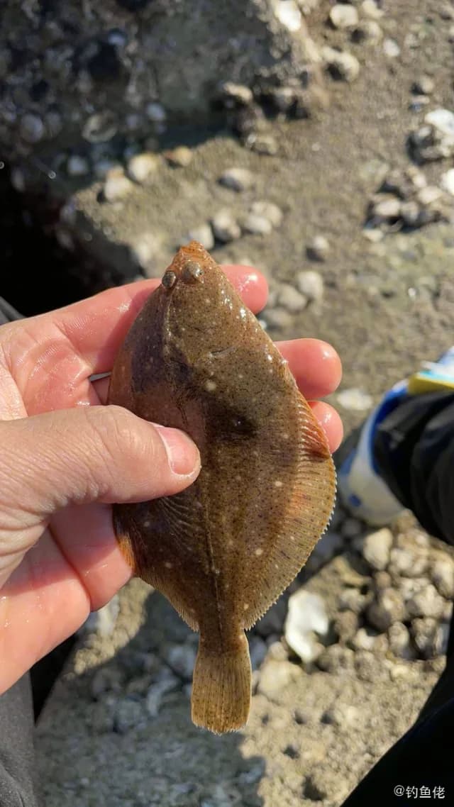 牙鲆钓获 大连市 0.2kg