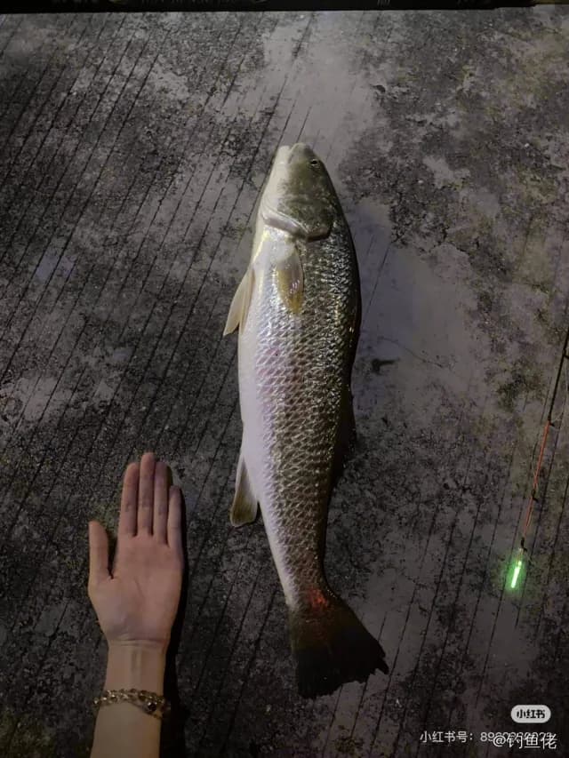眼斑拟石首鱼钓获 南宁市 4.2kg