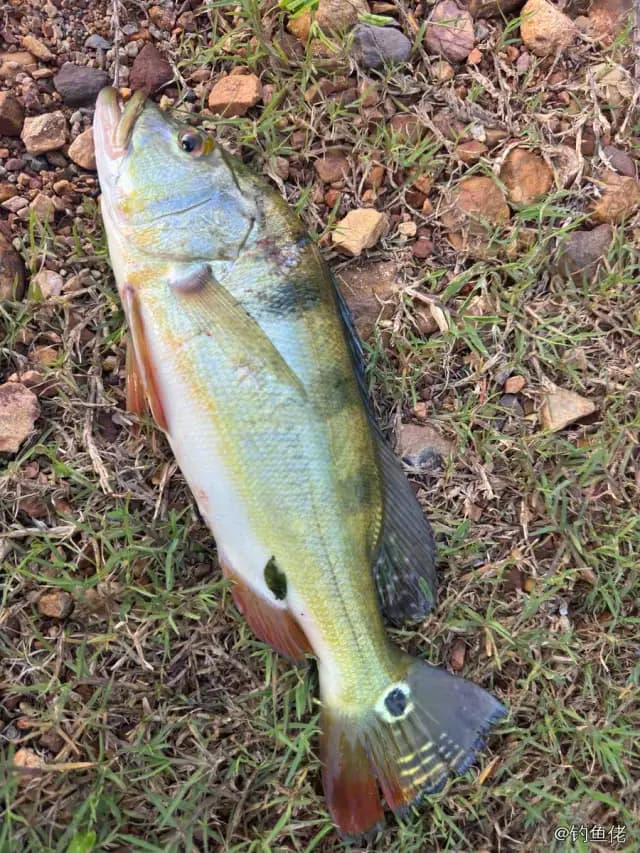 眼点丽鱼钓获 海南省 1.2kg