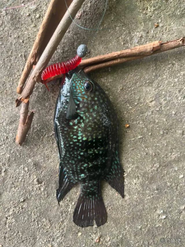 眼点丽鱼钓获 深圳市 0.3kg