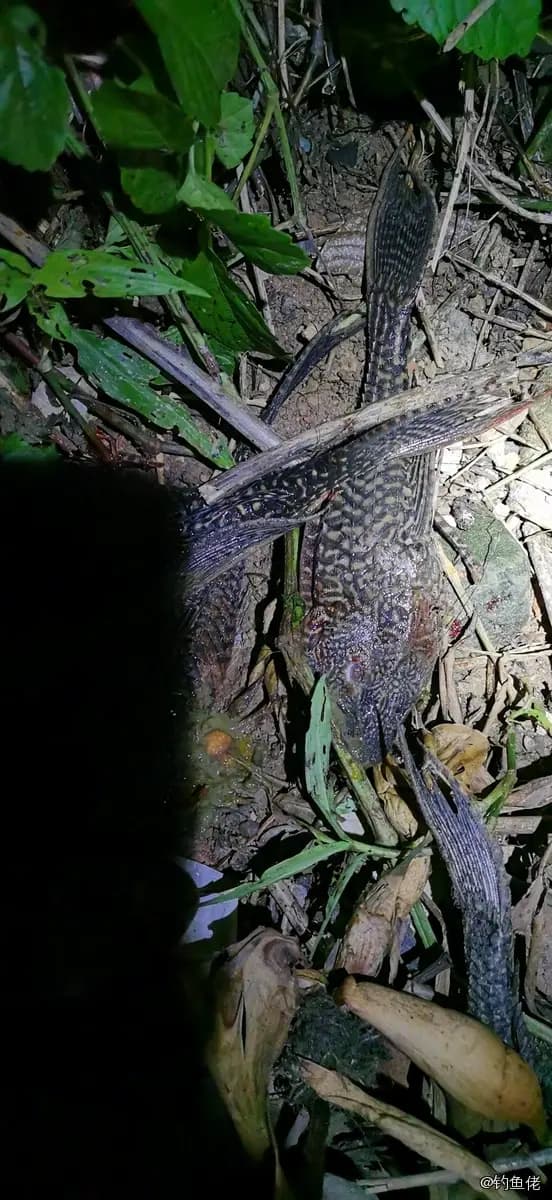 野翼甲鲇(清道夫)钓获 肇庆市 0.25kg