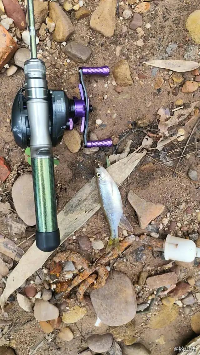 异鱲钓获 防城港市 0.01kg