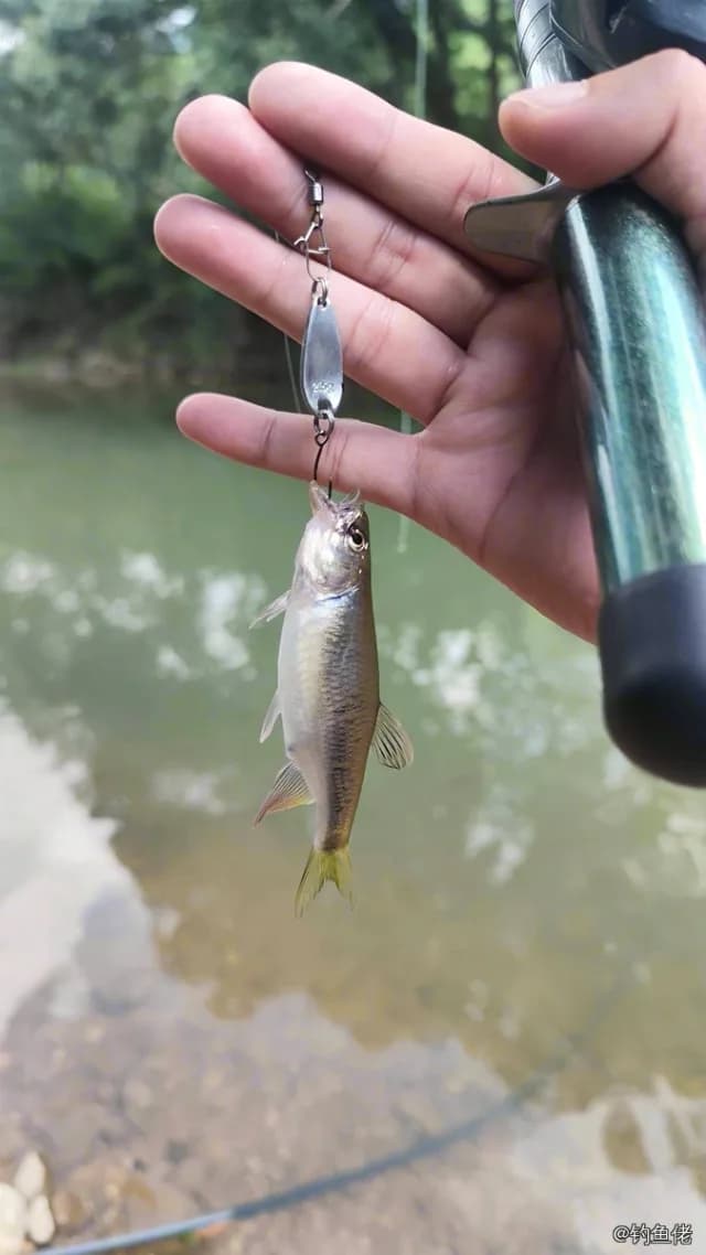 异鱲钓获 防城港市 0.01kg