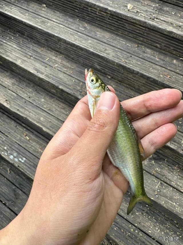 异鱲钓获 龙岩市 1kg