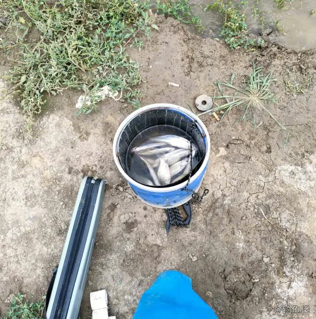 银鲳钓获 廊坊市 0.3kg