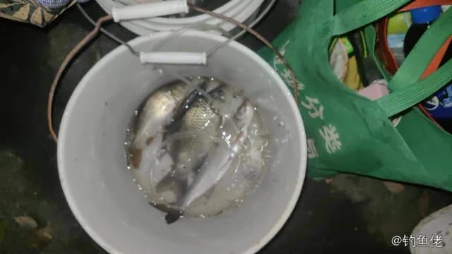银鲳钓获 上海市 0.3kg