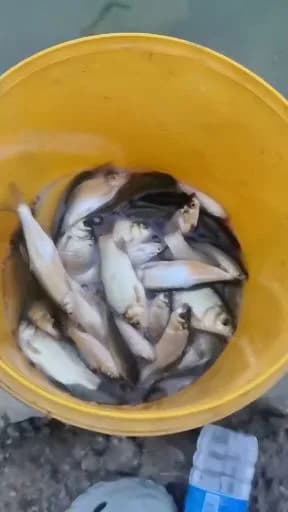 银鲳钓获 合肥市 0.3kg