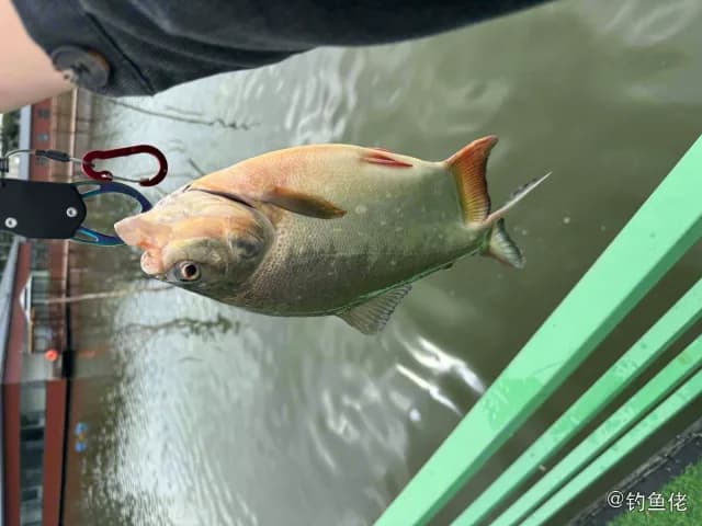 银鲳钓获 昆明市 1.1kg