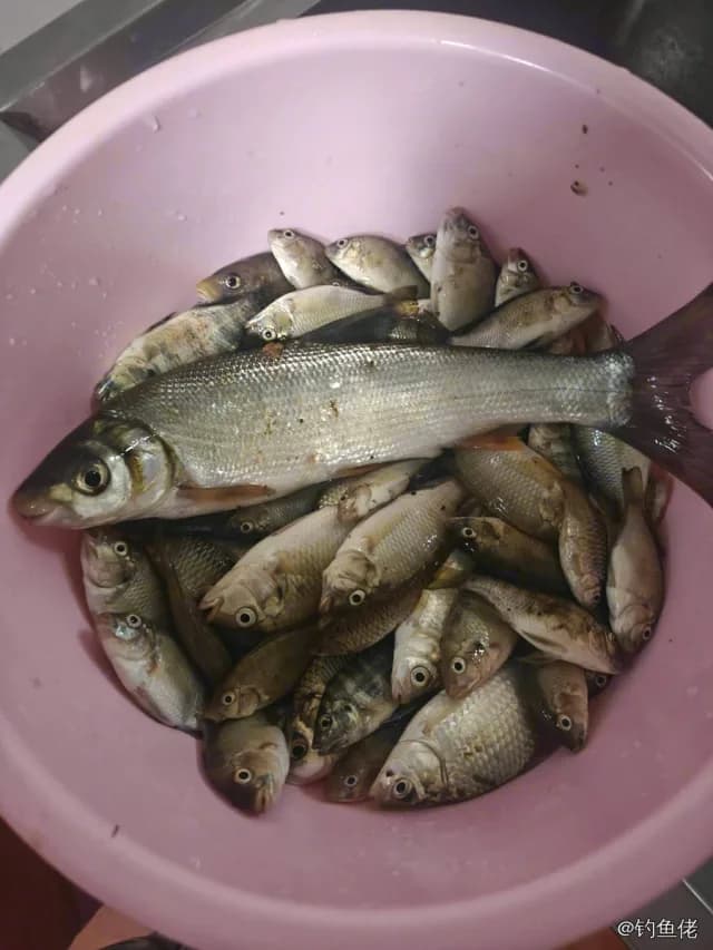 银鲫钓获 桂林市 0.01kg