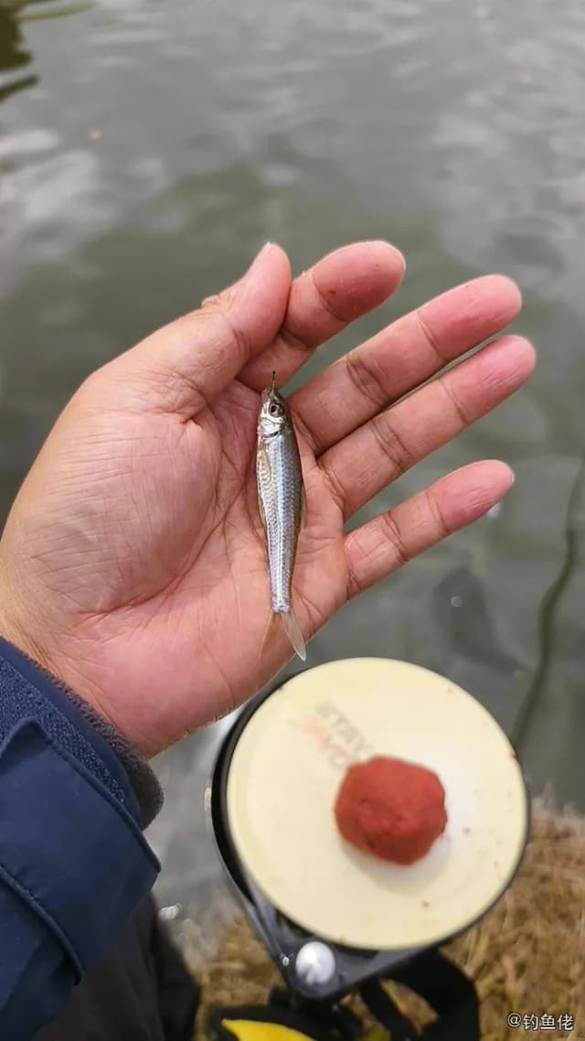 银鮈钓获 杭州市 0.01kg