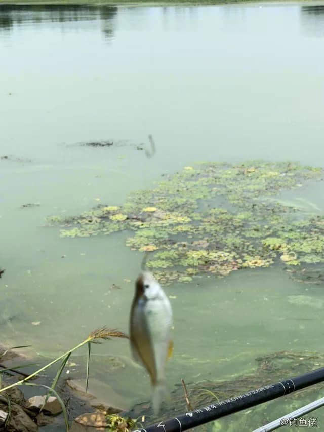 英氏霓虹脂鲤钓获 徐州市 0.1kg
