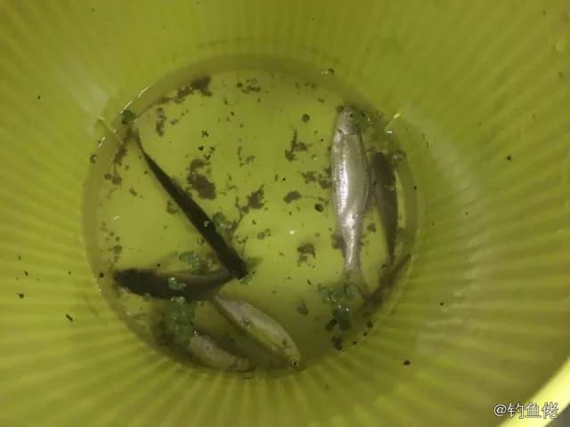 英氏霓虹脂鲤钓获 廊坊市 0.1kg