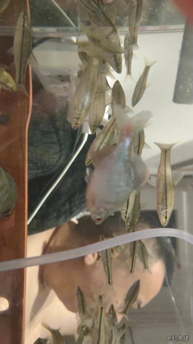 樱桃小鲃钓获 合肥市 0.1kg