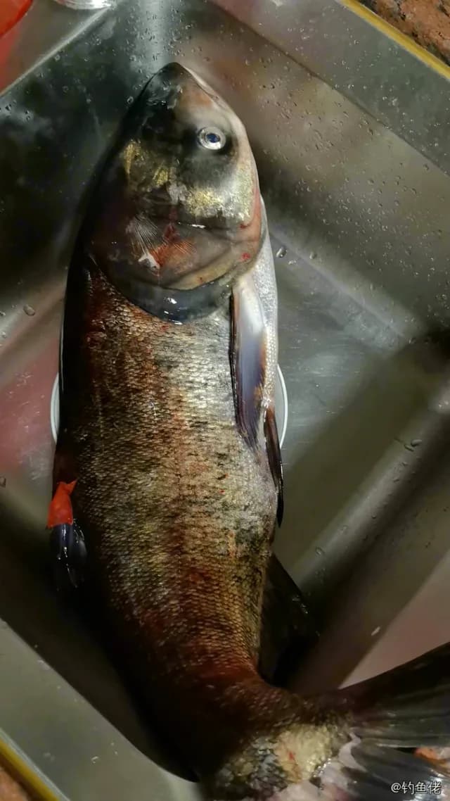 鳙鱼钓获 阳江市 4kg