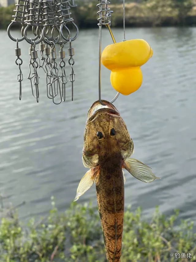 鲬鱼钓获 海口市 0.1kg