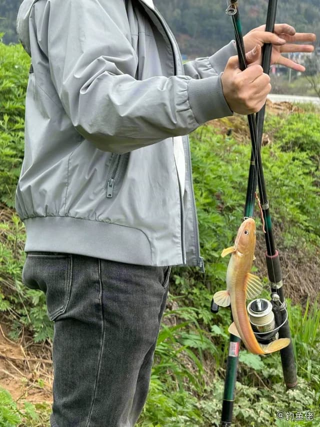 鲬鱼钓获 南平市 0.8kg