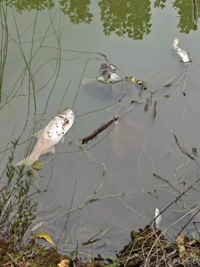 鳙鱼钓获 淮北市 1kg