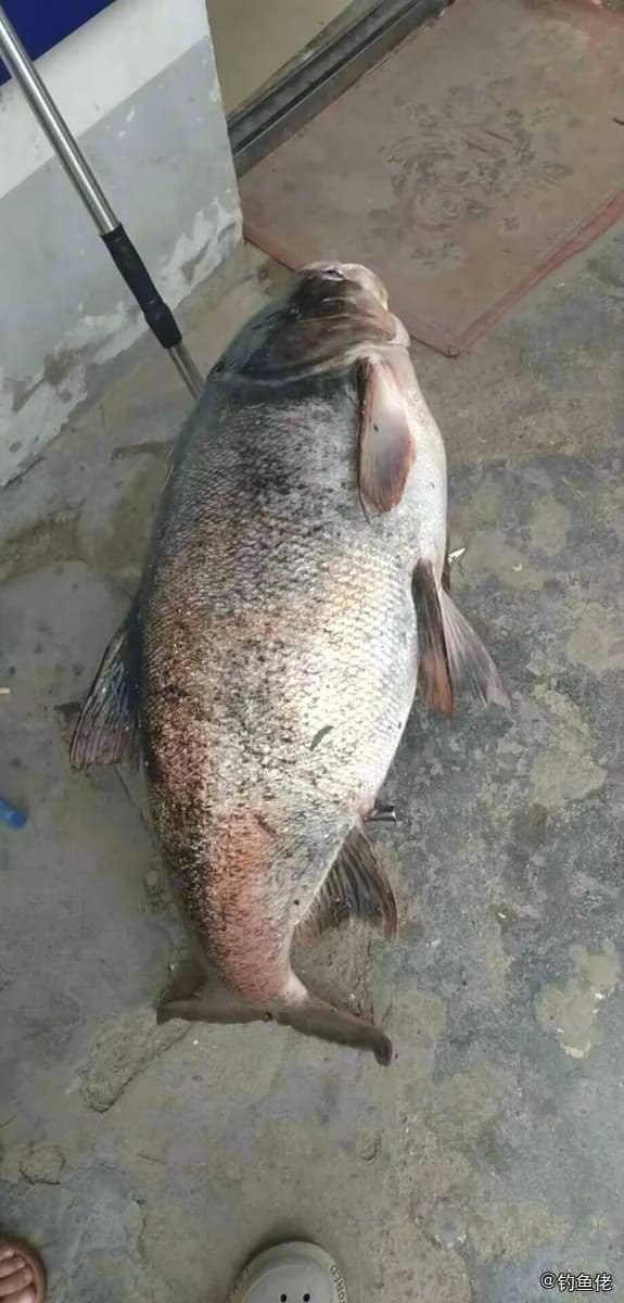 鳙鱼钓获 秦皇岛市 31.1kg