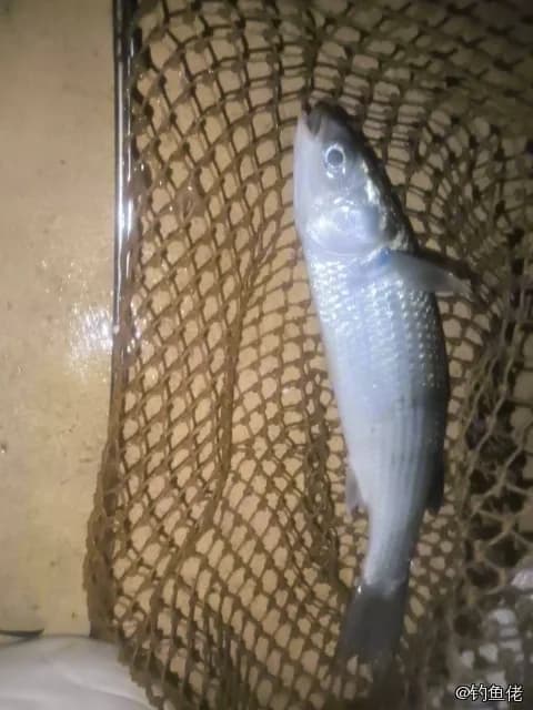 圆颌北梭鱼钓获 惠州市 1.5kg