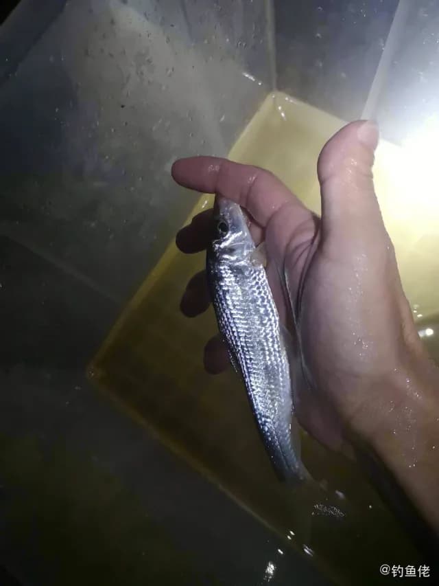 圆颌北梭鱼钓获 肇庆市 0.1kg