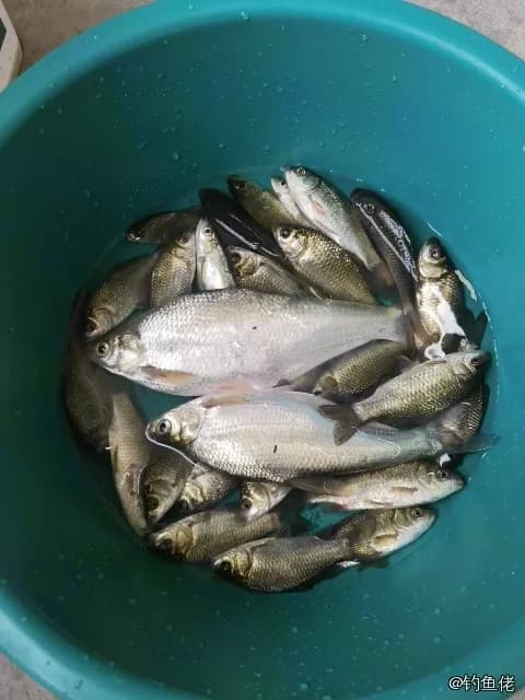 圆吻鲴钓获 扬州市 0.01kg