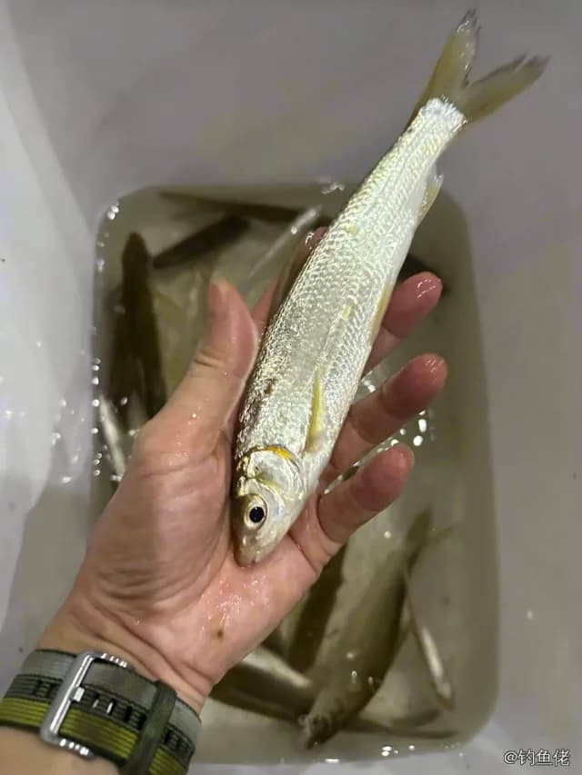 圆吻鲴钓获 吉安市 0.1kg