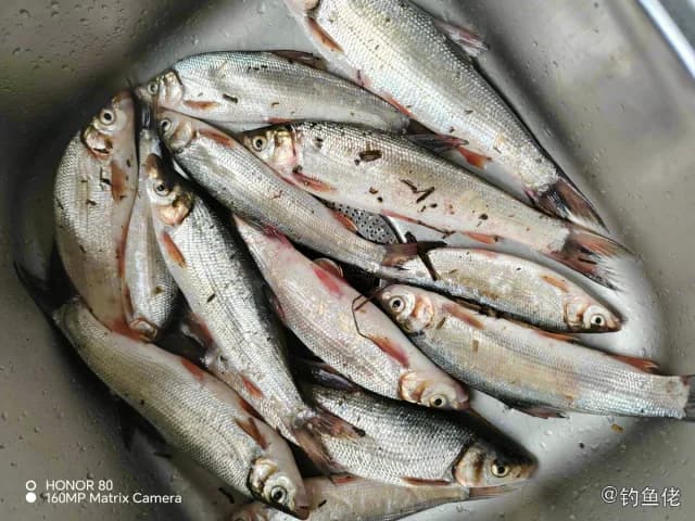圆吻鲴钓获 怀化市 0.6kg
