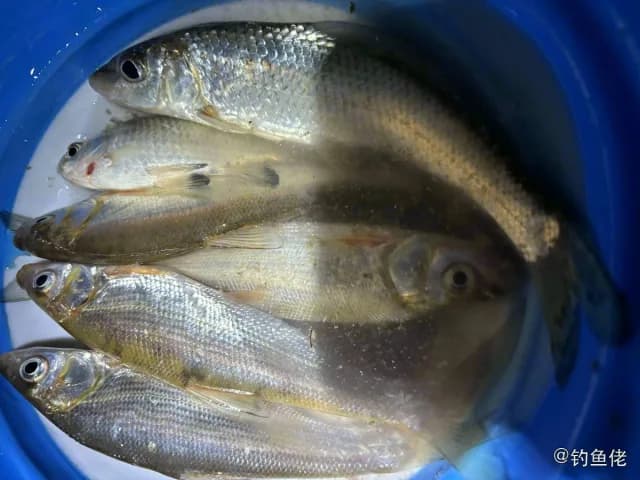 圆吻鲴钓获 台州市 0.3kg