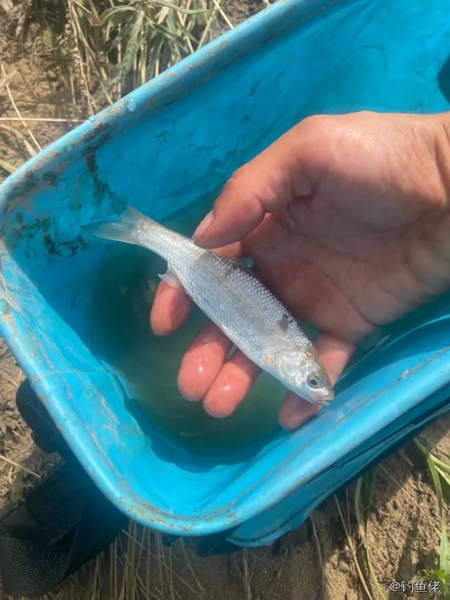 圆吻鲴钓获 延边朝鲜族自治州 0.01kg