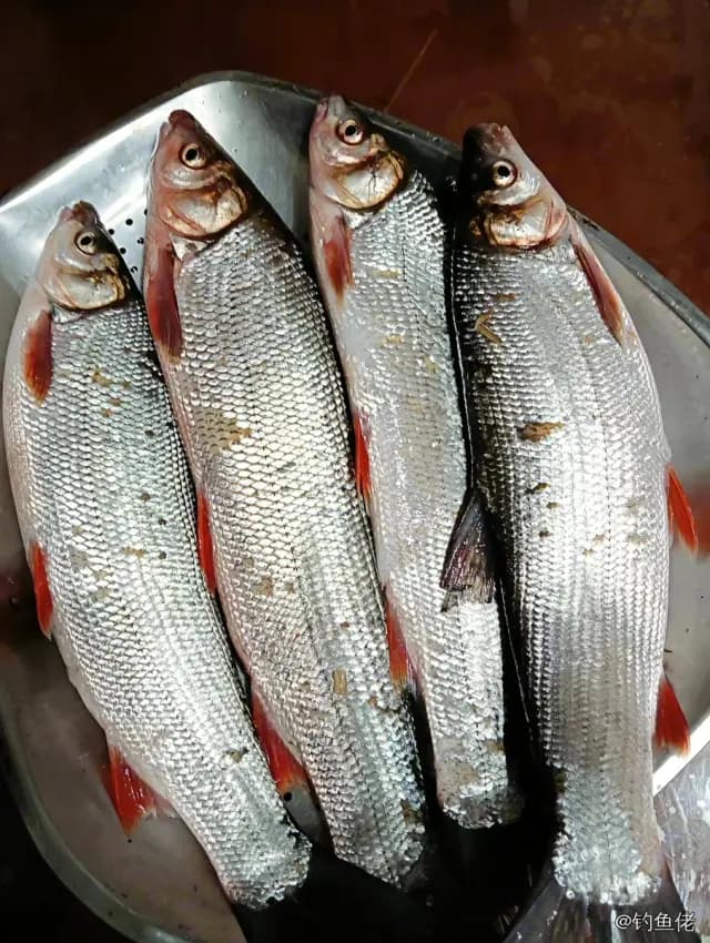 圆吻鲴钓获 绵阳市 0.01kg