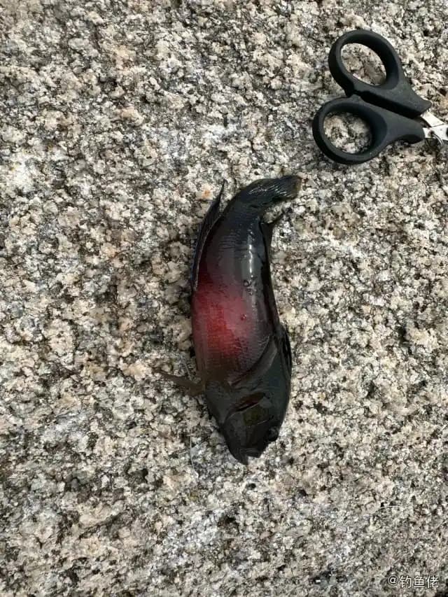 圆眼戴氏鱼钓获 海南省 0.1kg