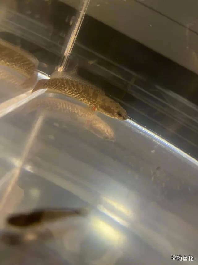 月鳢钓获 深圳市 0.1kg