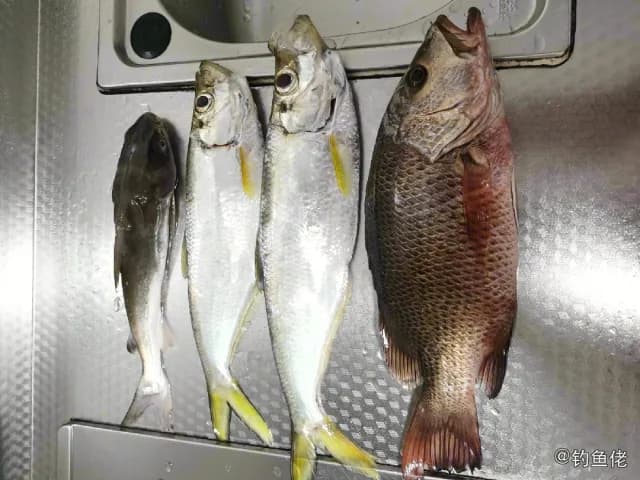 约氏笛鲷钓获 深圳市 0.7kg