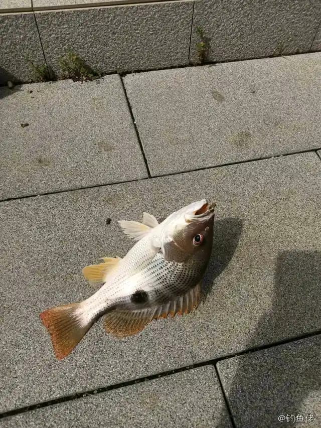 约氏笛鲷钓获 湛江市 0.8kg