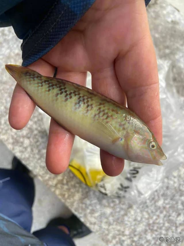 云斑海猪鱼钓获 漳州市 0.3kg