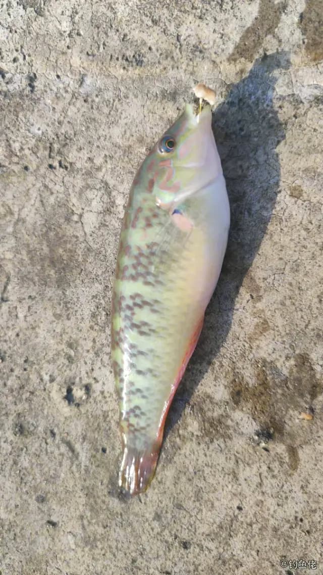 云斑海猪鱼钓获 海口市 0.1kg