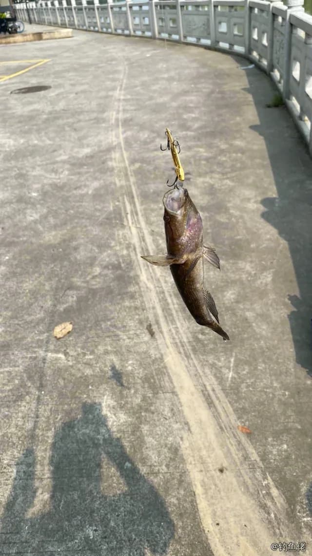 云斑尖塘鳢钓获 佛山市 0.4kg