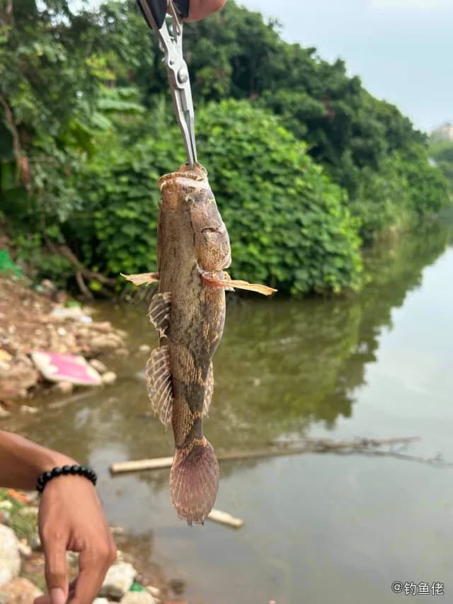 云斑尖塘鳢钓获 惠州市 8kg
