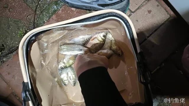 长棘银鲈钓获 天津市 0.5kg