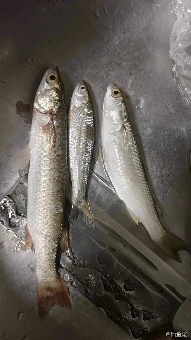长鳍莫鲻钓获 钦州市 0.2kg
