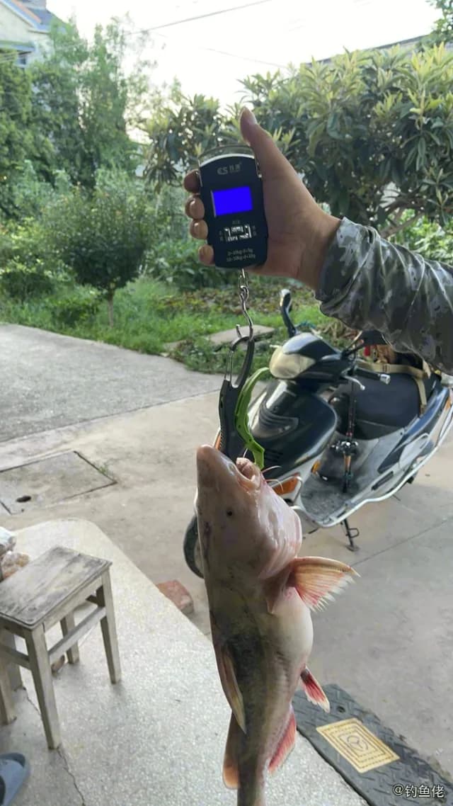 长吻鮠钓获 镇江市 2.5kg