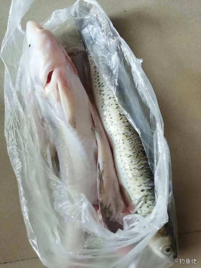 长吻鮠钓获 重庆市 1.2kg