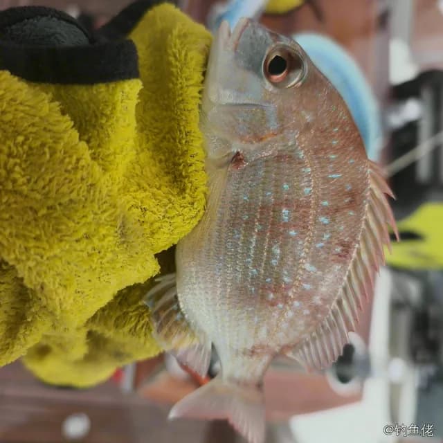真赤鲷钓获 北京市 1kg