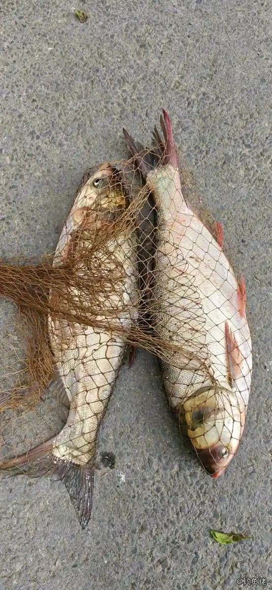 真赤鲷钓获 重庆市 1kg
