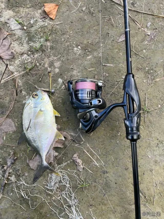 珍鲹钓获 杭州市 8kg