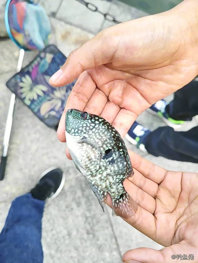 珍珠德州丽鱼钓获 佛山市 0.1kg