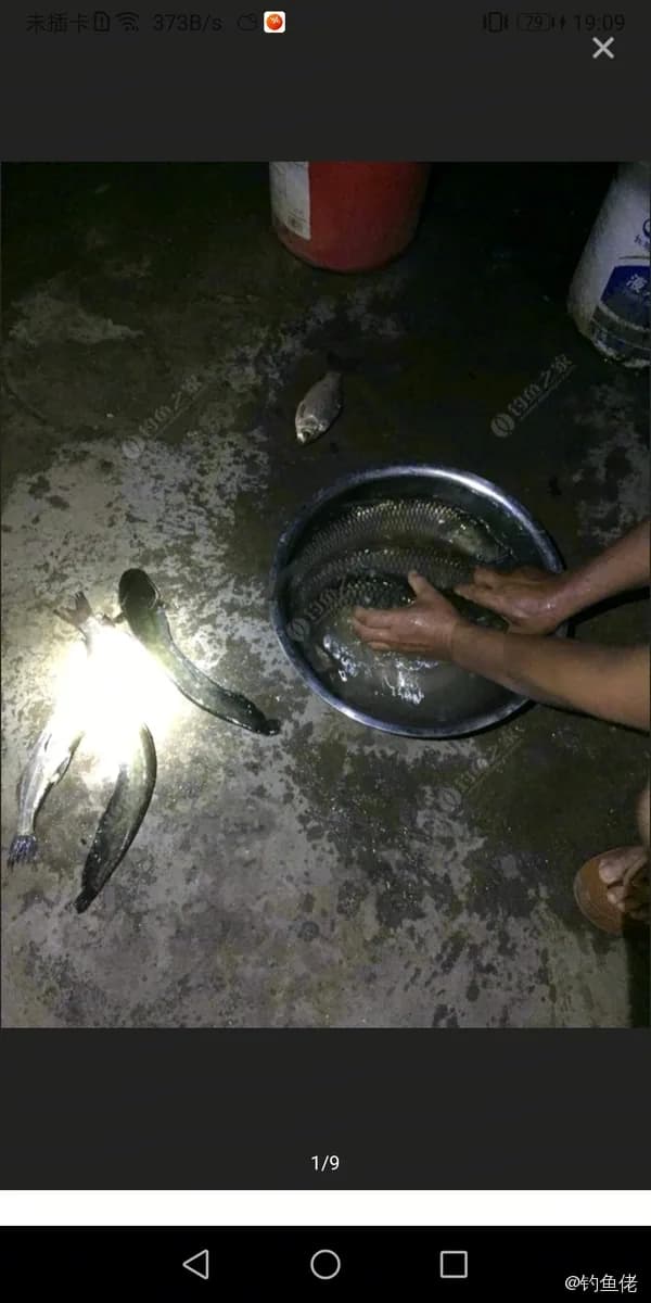 中国大银鱼钓获 合肥市 