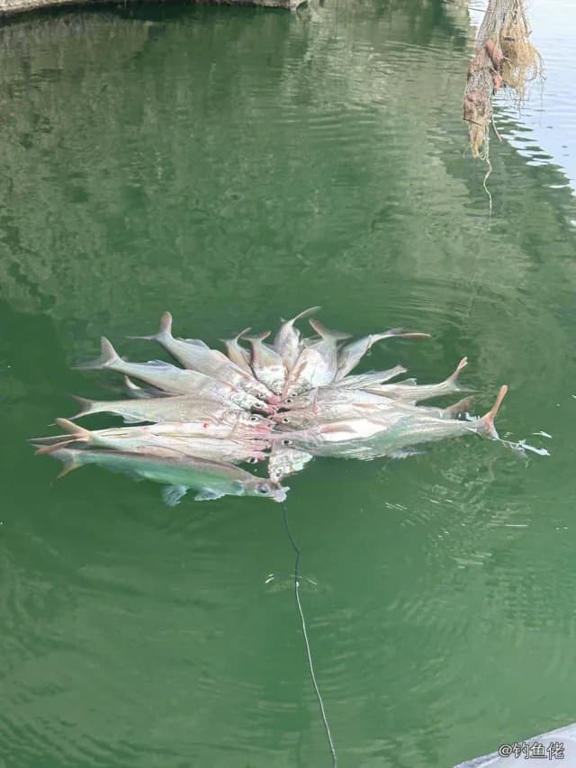 中国大银鱼钓获 湘西土家族苗族自治州 