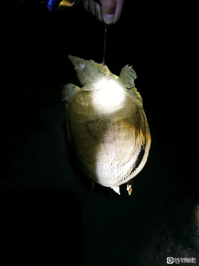 中华鳖钓获 北京市 1.5kg